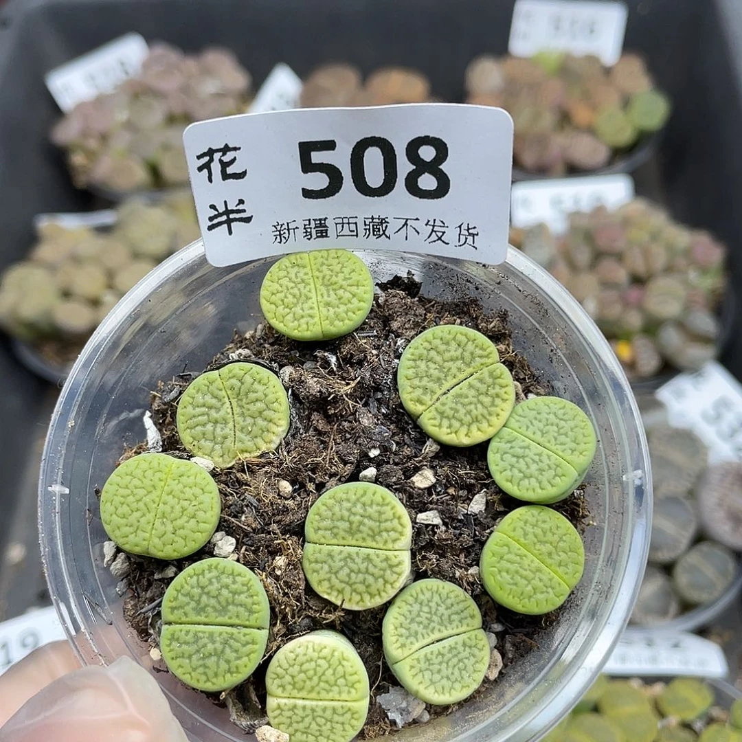 508000000花花花花花