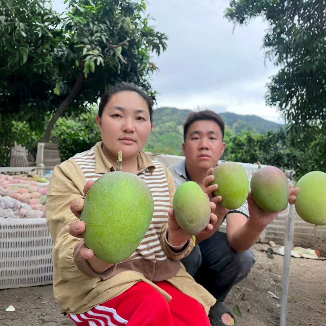 D【放软食用】弟弟家的芒果新鲜采摘当季水果带箱9-10斤