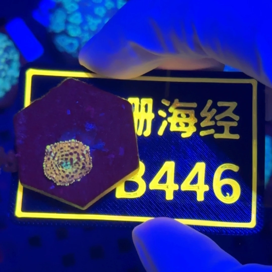 L***6纽扣珊瑚又又不包邮菇B446