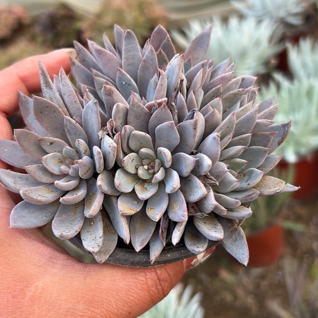 多肉植物露露群生