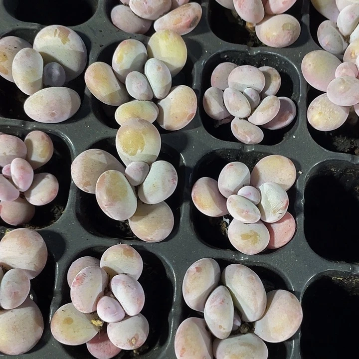 小蛋黄奶1.5带土发