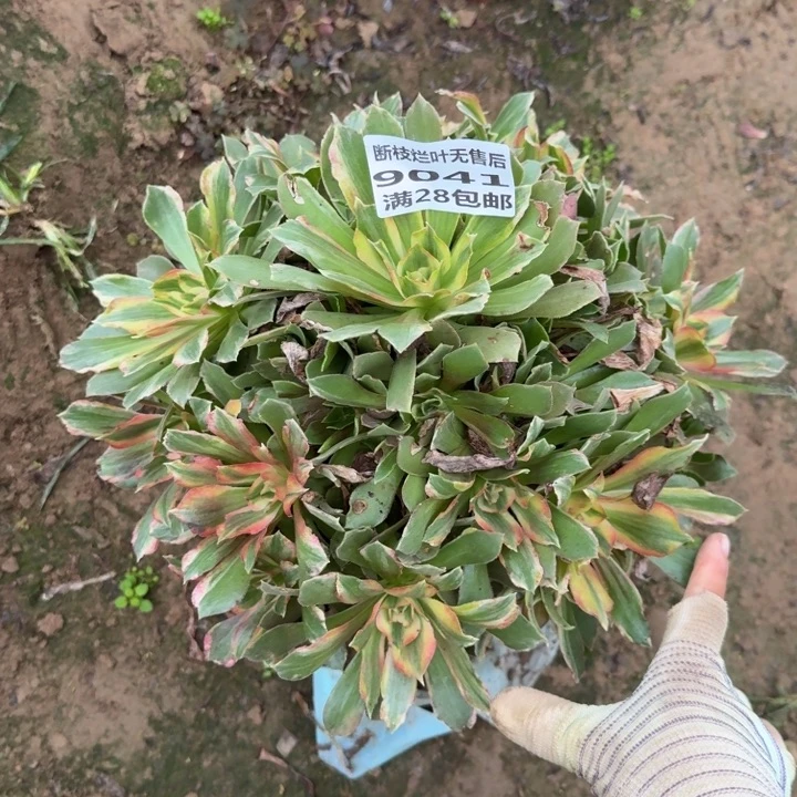 9041二号棚光辉多肉D