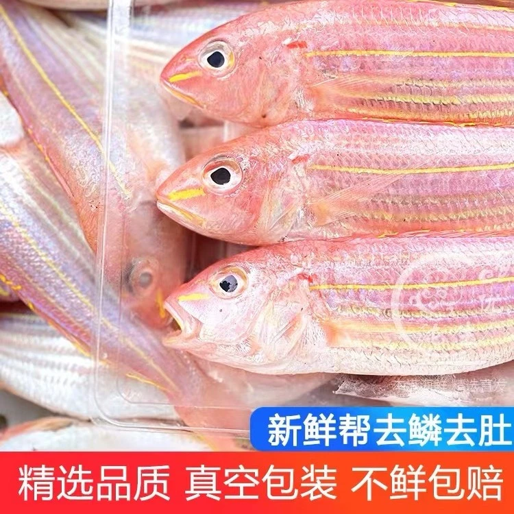 (粉丝)大金线鱼刀鲤鲜活冷冻1斤3大条 默认帮杀 处理损耗%15