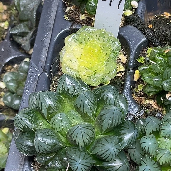 317翠云玉露锦+龙爪玉露脱土发货