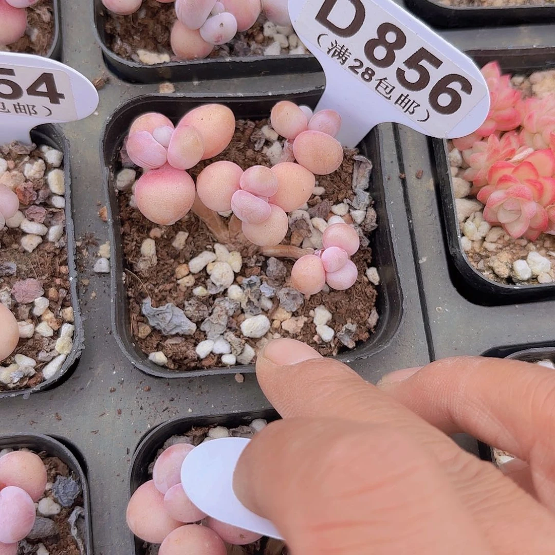 A856糖果桃蛋一物一拍