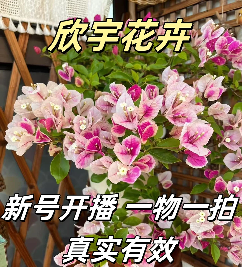 欣宇【组合一物一拍】会掉花落叶会成光杆介意勿拍三角梅!