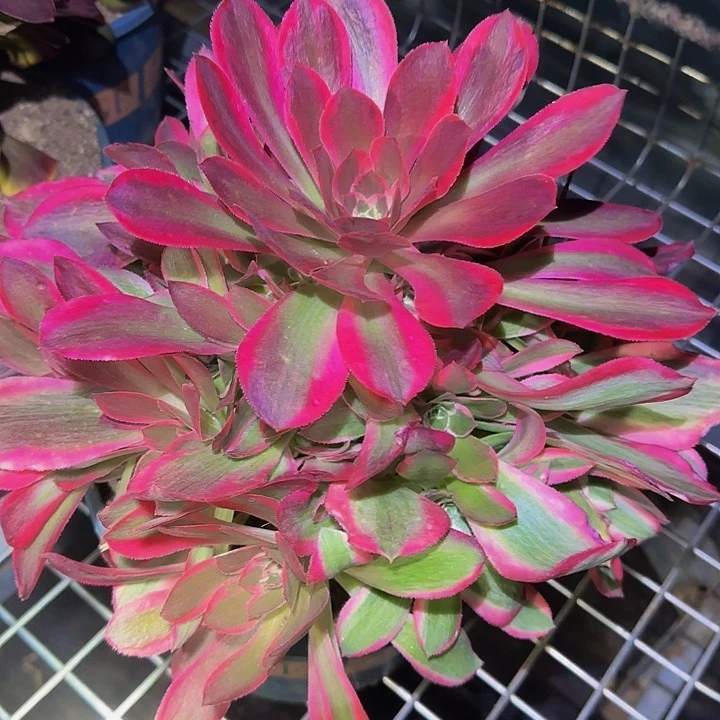 精品妖月捧花特价福利