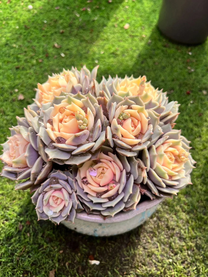 露娜仙子（满9.9元包邮）带盆发货