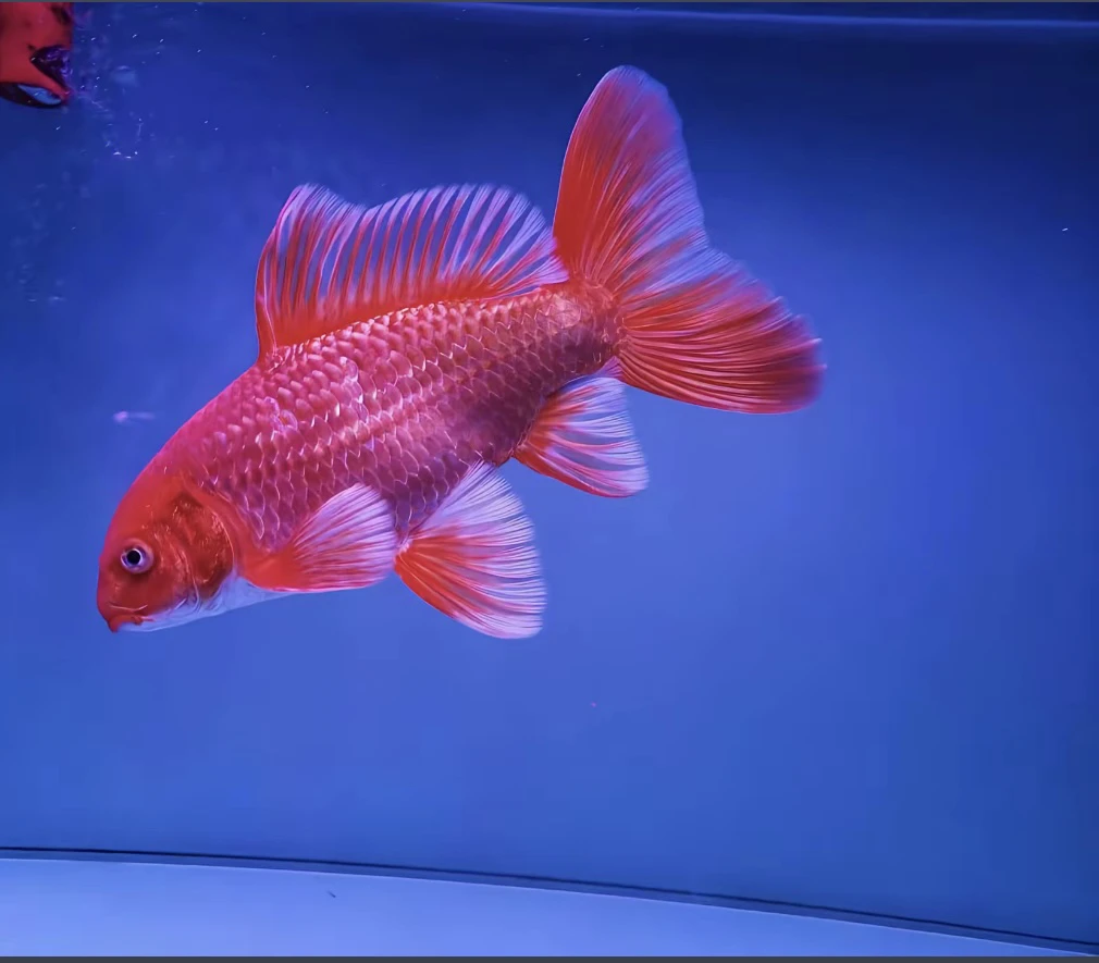 精品花红蝴蝶鲤8-10公分