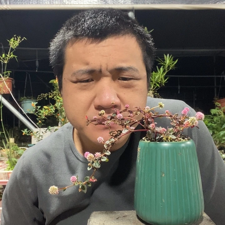 以实际为准盆景绿植盆栽100