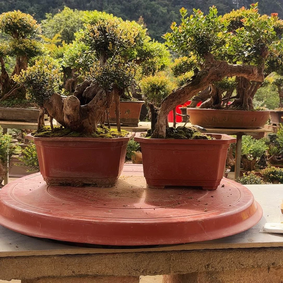 L***冰无花朵盆景作品欣赏盆栽植物