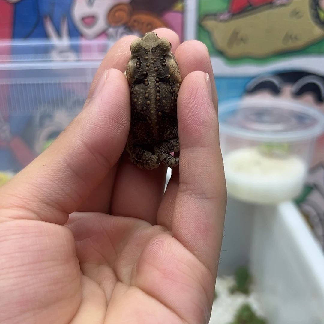 角蛙青禾角蛙客户专拍