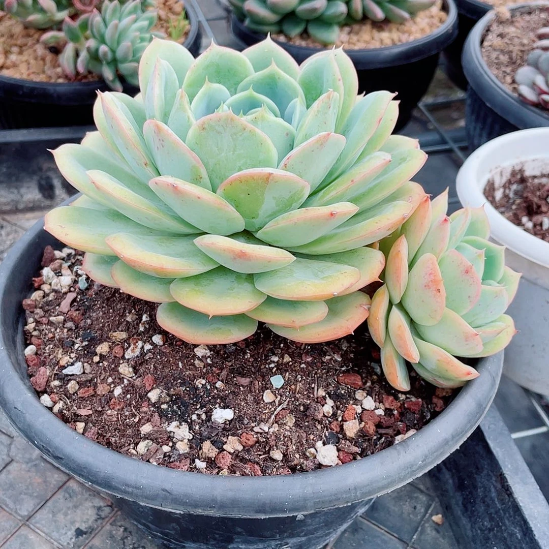 杂交双头老桩包邮到