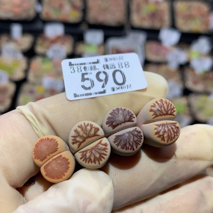 青***Zzz精品生石花590