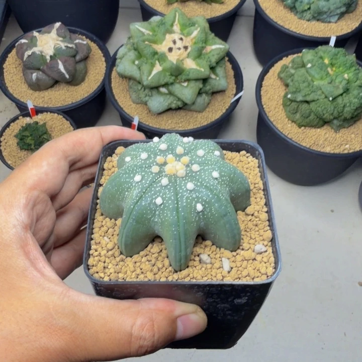 巨大型矮章鱼泰奇大长腿