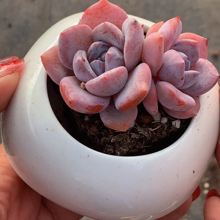 奶茶 韩版  双头 粉 （满9.99包邮不满9.99发叶子）