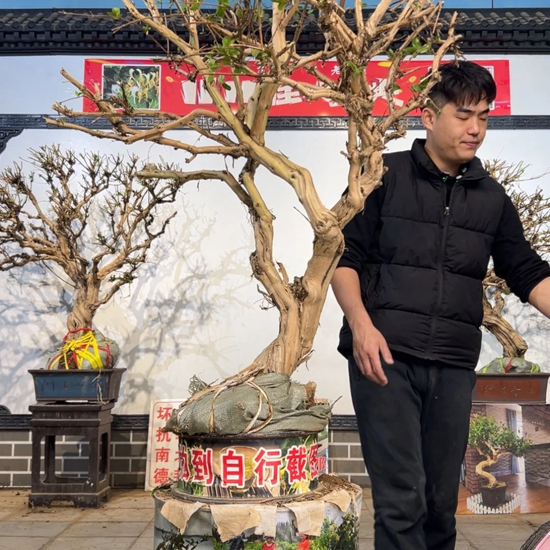 无花朵金银花开花533525668