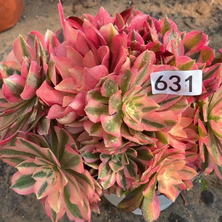 631多肉植物粉女巫