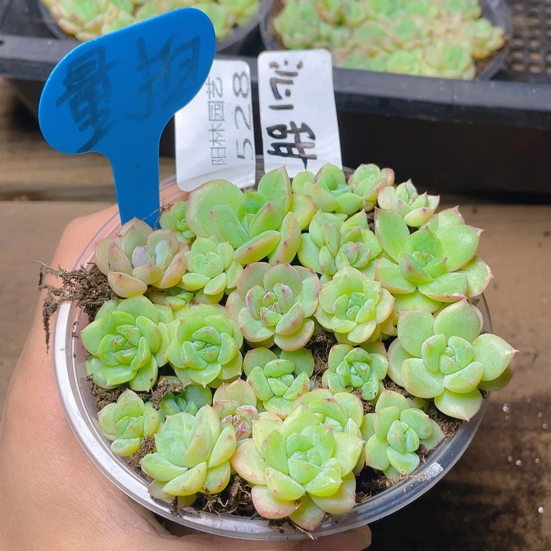 量拍多肉植物多肉植物528