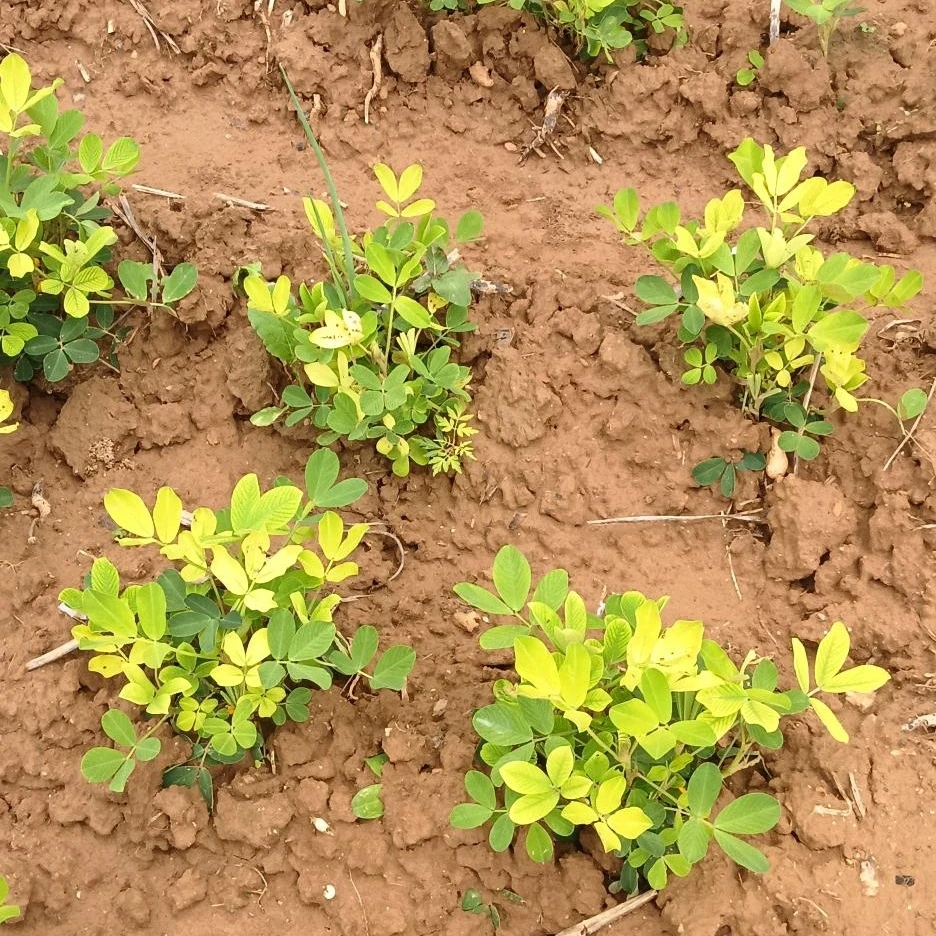 【黄叶】花生黄叶叶面喷打组合叶面肥