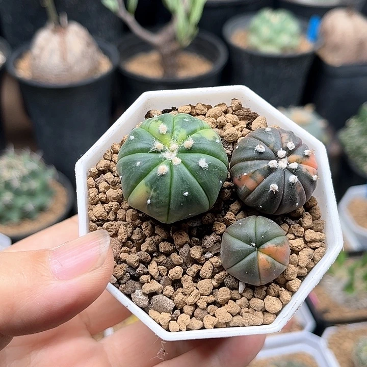 兜锦实生球2颗一组