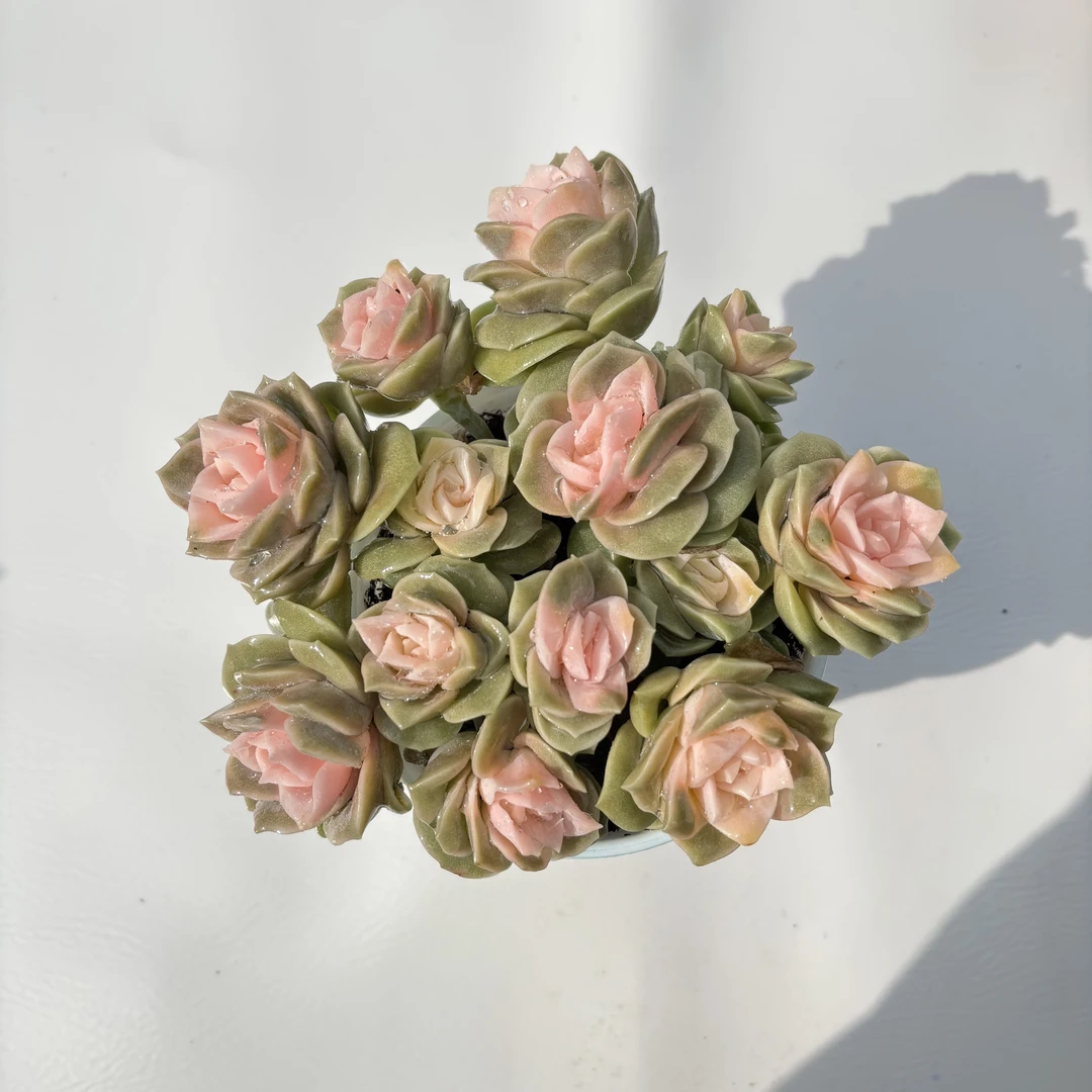 粉玫瑰 （带盆土）呆呆多肉植物 18包邮 新手好养