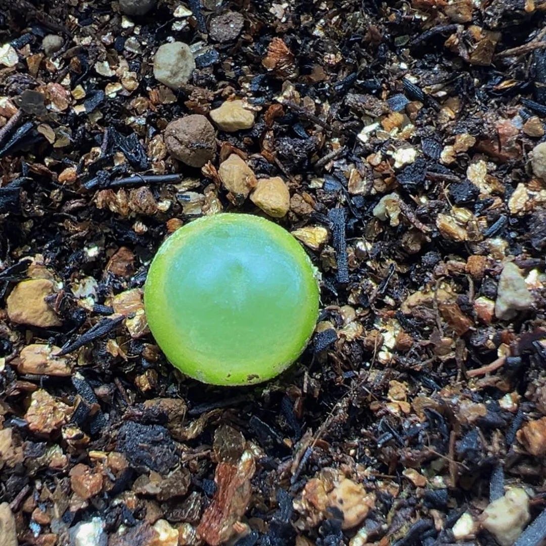 拉登多肉植物百科39