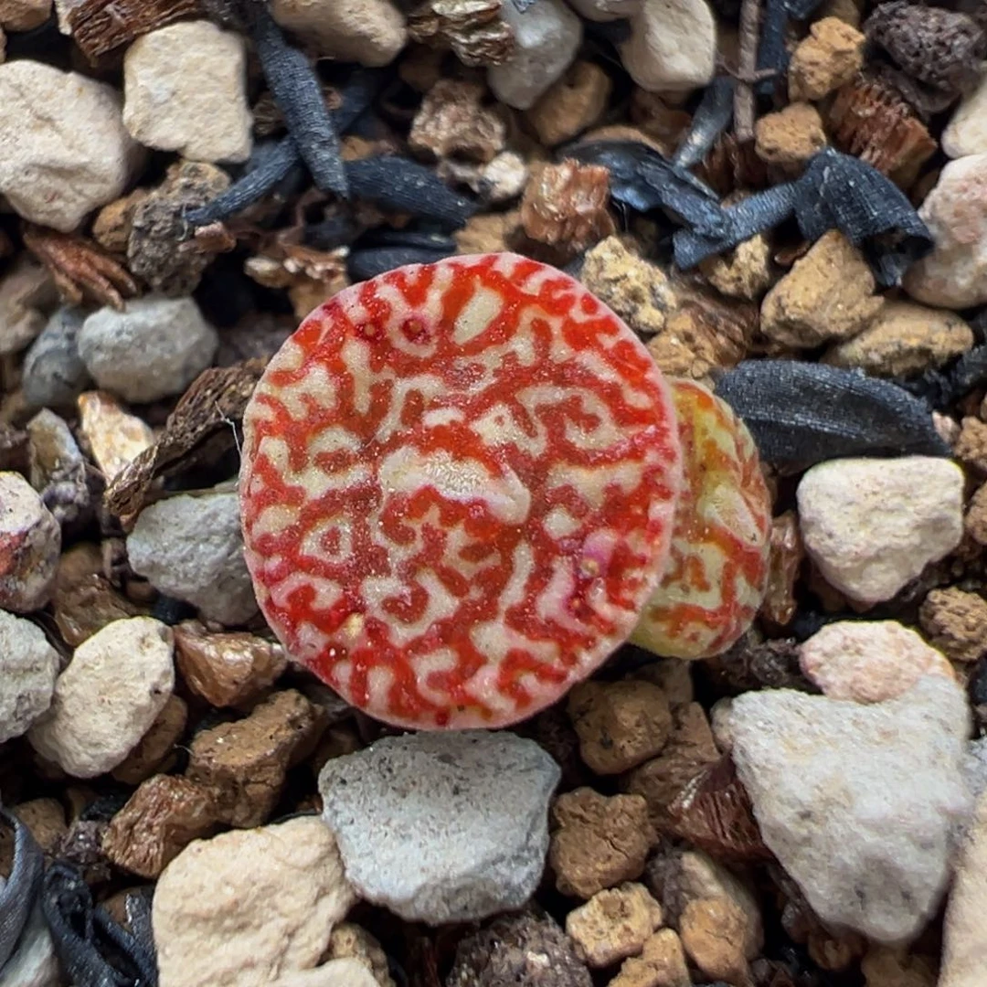 109多肉植物百科植物