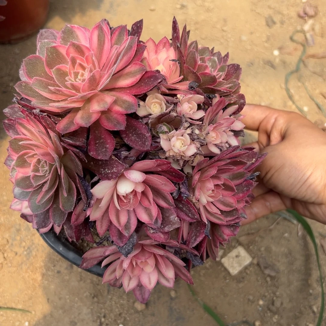 807黑魔锦多肉植物系