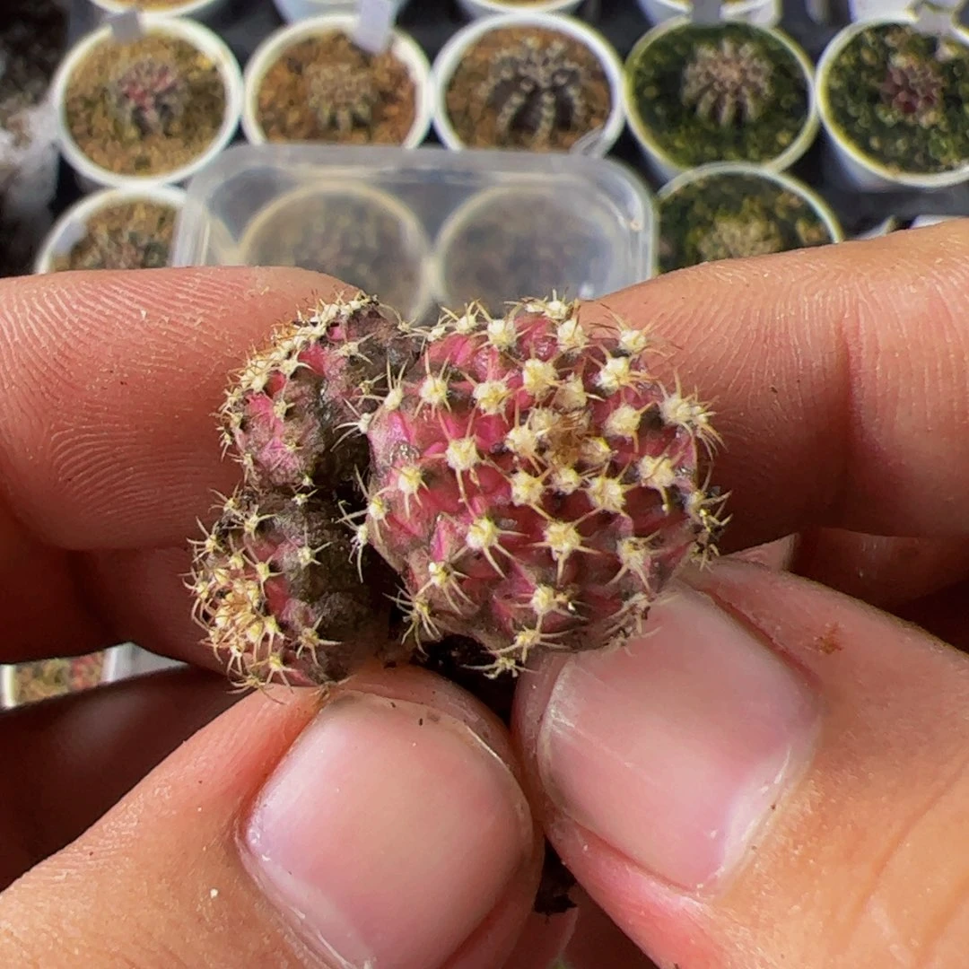 梦***韵当前无花栽培后可以开花066