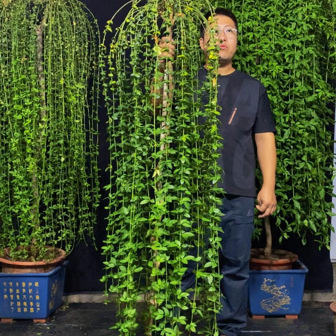 高度1.67。迎春花，一物一拍