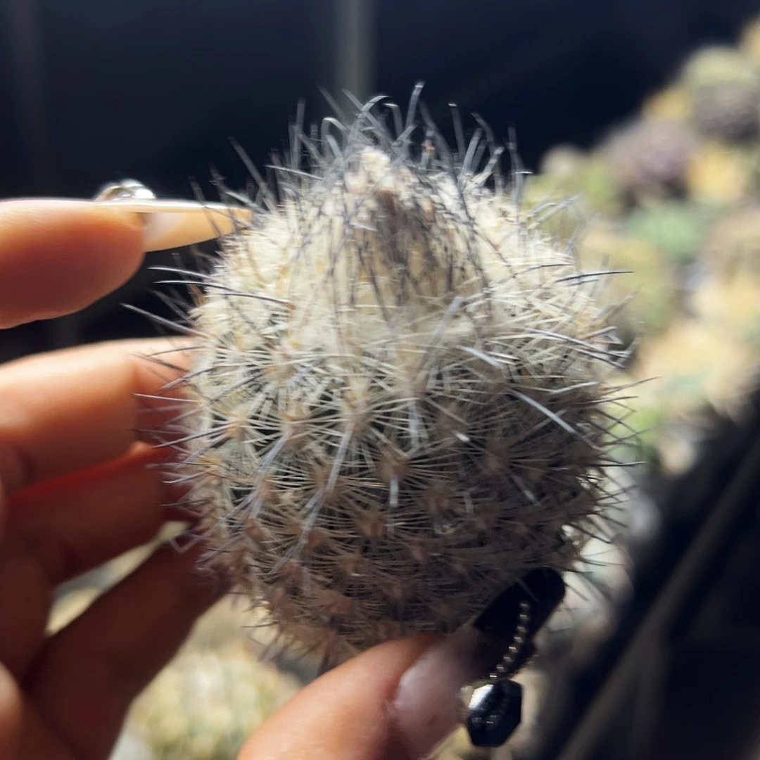 藤荣丸有根仙人球11111111