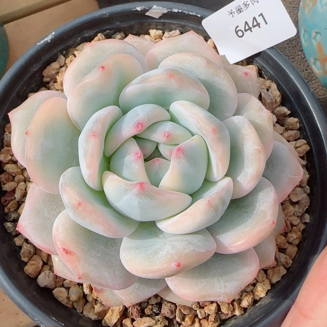 橙子锦，6441多肉植物