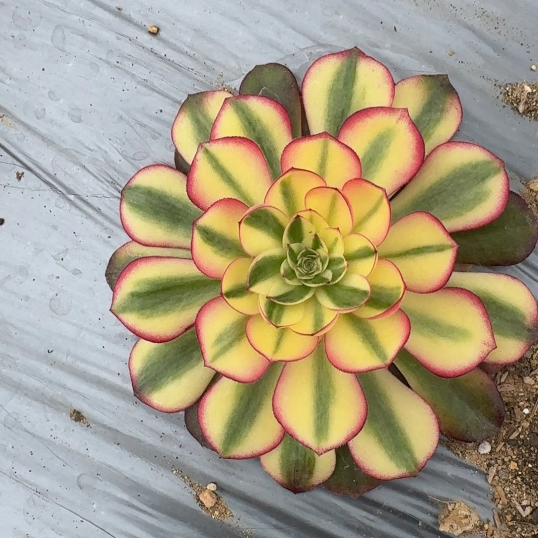 用****0都寄养到秋