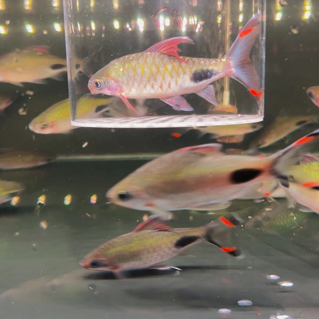 工具鱼紫红黑影55555