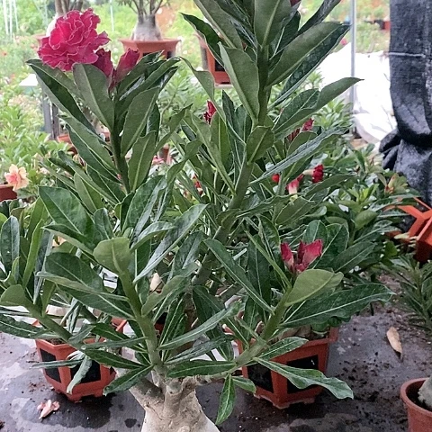 【闪购商品】无花朵桂***舞