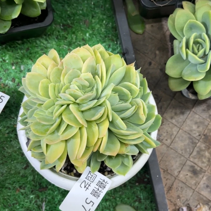 用**寒576星娜塔缀多肉植物