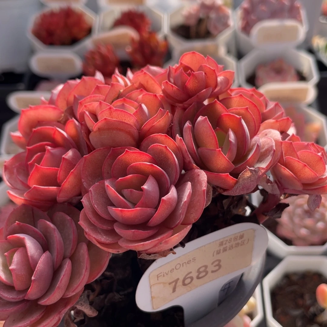 秀妍7683-12.0厘米