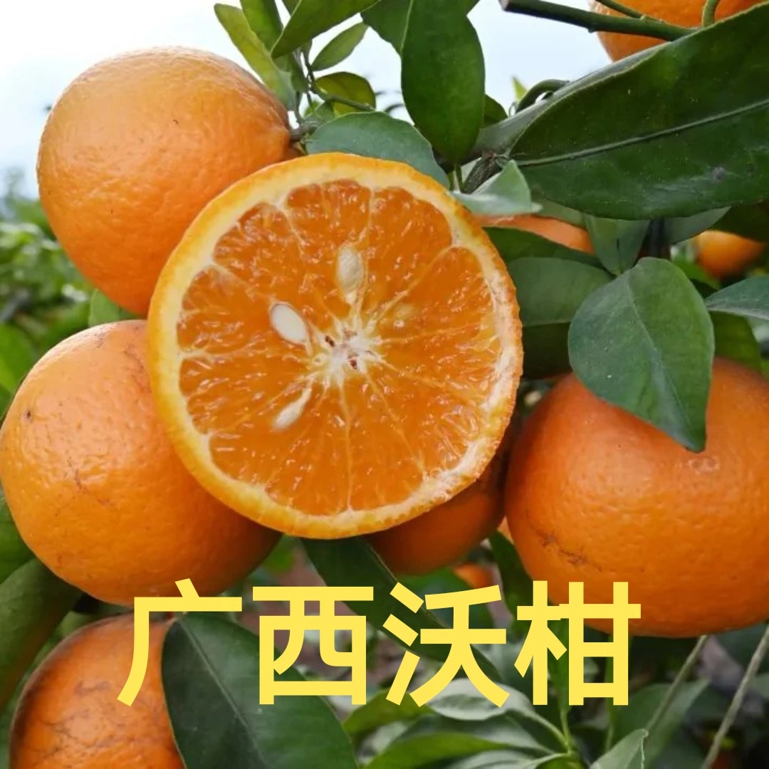 广西沃柑当季新鲜柑橘水果