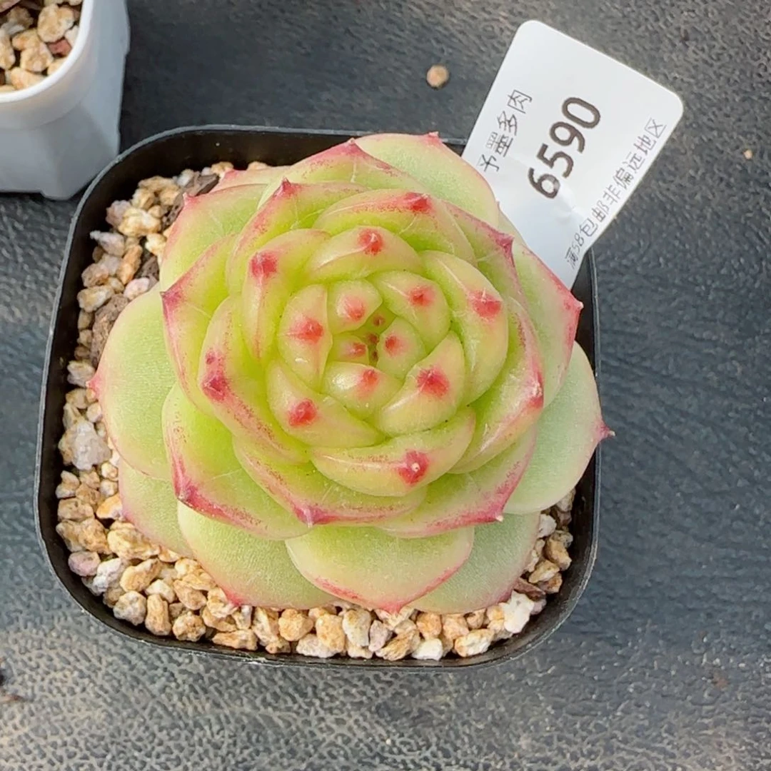 绿透珍妮，6590多肉植物