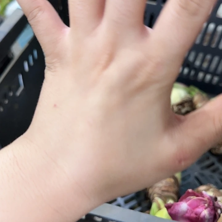 丁香紫6公分左右进口球