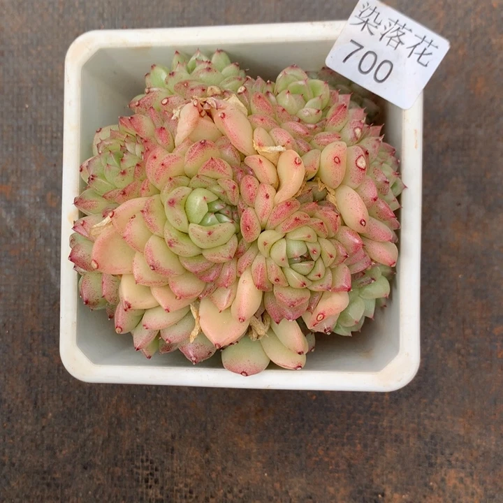 o**星精品多肉植物700