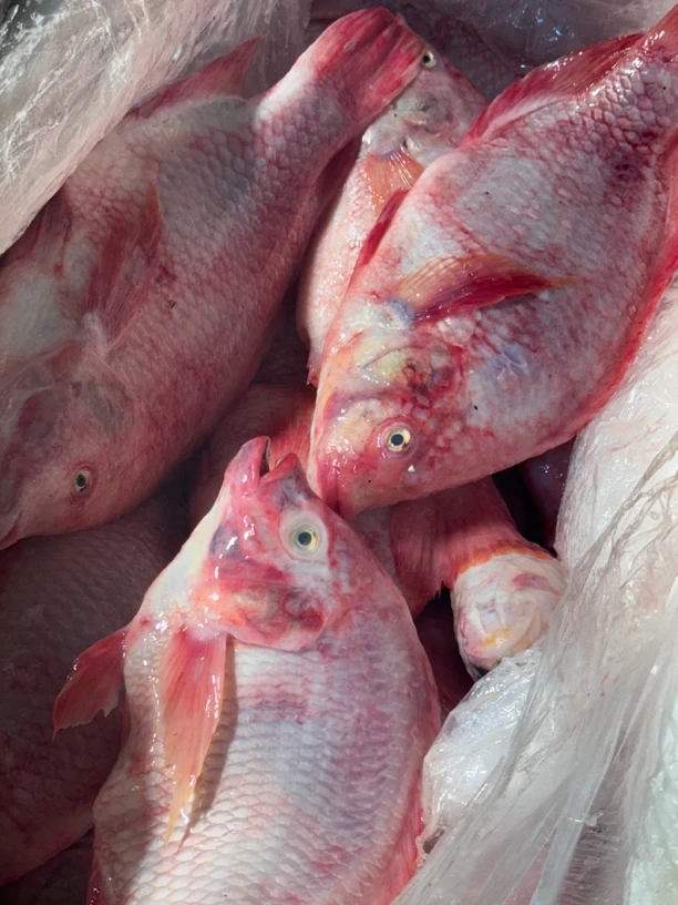 野生罗非淡水鱼新鲜