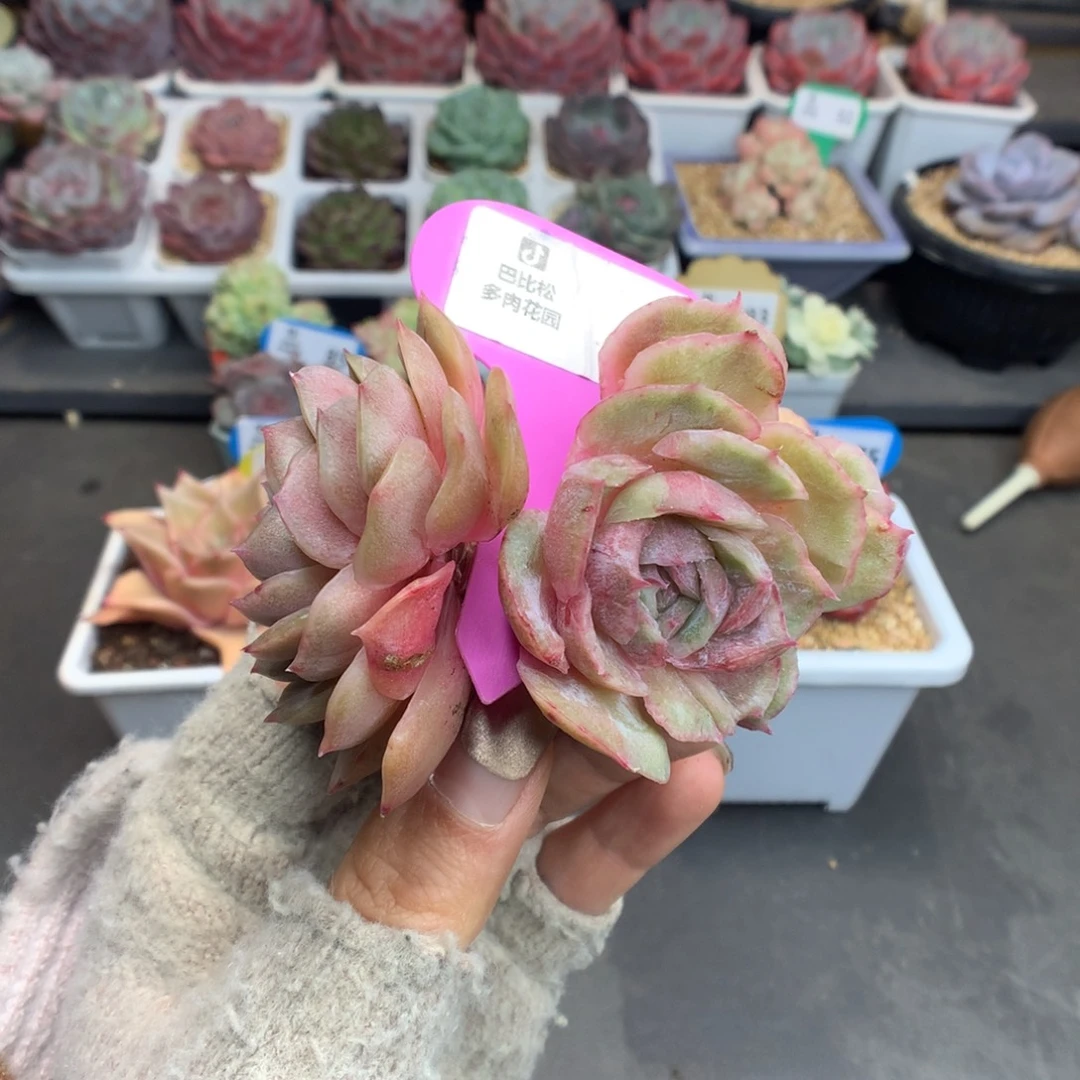 9双头昂斯诺石化多肉植物
