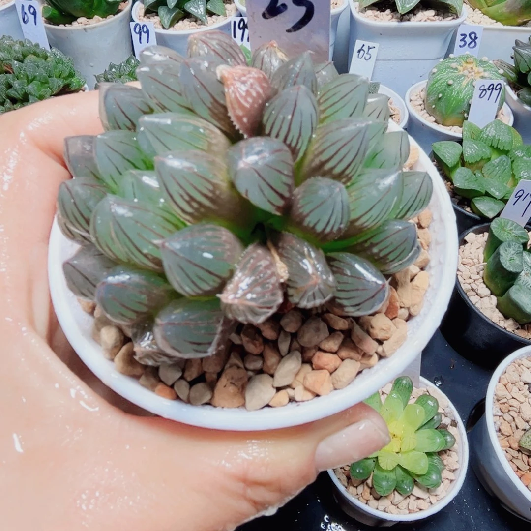龙爪多肉植物6666