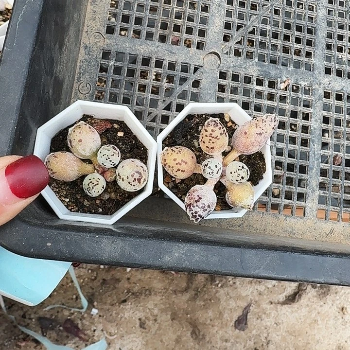 爱****森多肉植物满20包邮
