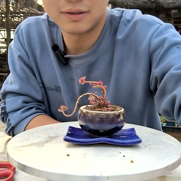 奉****ｉ小盆景小植物一物一拍221