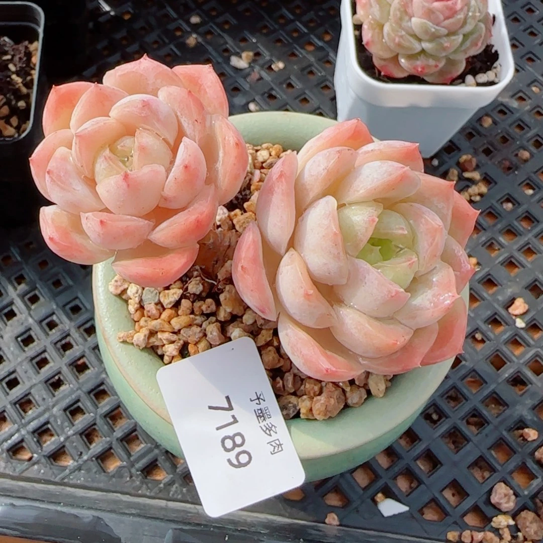 粗桩宝宝绿，7189多肉植物