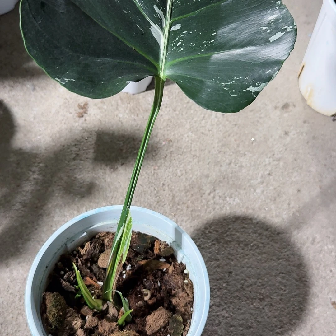 用***8无花朵龟背竹植物一物一拍