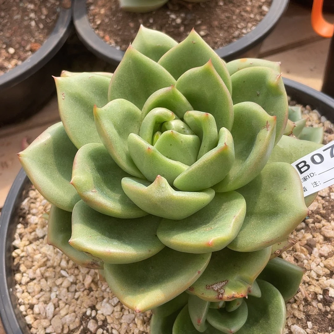 若如东云单拍B077